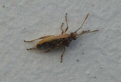 Liorhyssus