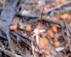 Caladenia dimidia