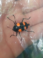 Scaphidomorphus bosci