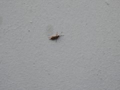 Liorhyssus