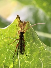 Echthromorpha intricatoria