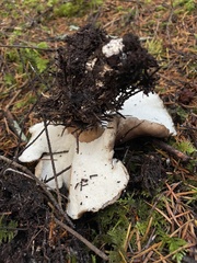 Jahnoporus