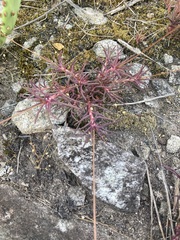Phemeranthus mengesii