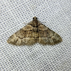 Eucymatoge peplodes