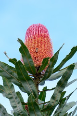 Banksia menziesii