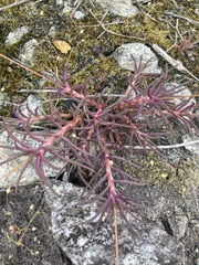 Phemeranthus mengesii