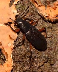 Xylopinus saperdoides