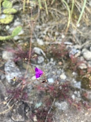 Phemeranthus mengesii