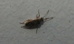 Liorhyssus