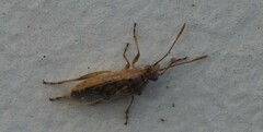 Liorhyssus