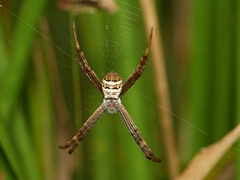 Argiope keyserlingi