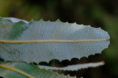 Banksia menziesii