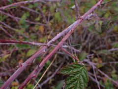 Rubus leucodermis