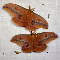 Opodiphthera loranthi