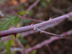 Rubus leucodermis