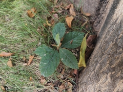 Eriobotrya japonica
