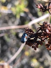 Saxinis saucia