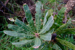 Banksia menziesii