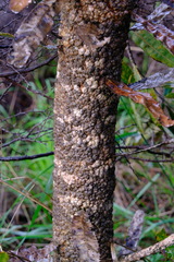 Banksia menziesii