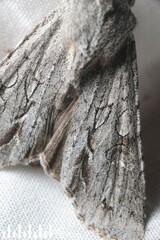 Ichneutica ustistriga