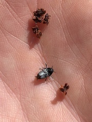 Saxinis saucia