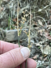 Juncus patens