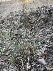 Juncus patens