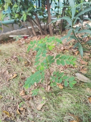 Phyllanthus tenellus