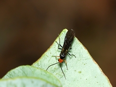 Callibracon capitator