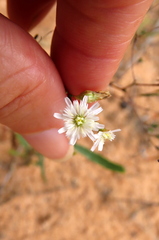 Podolepis capillaris