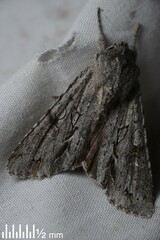 Ichneutica ustistriga