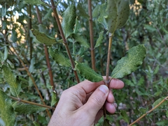 Garrya elliptica