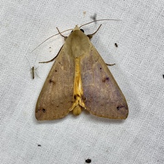 Ophiusa disjungens