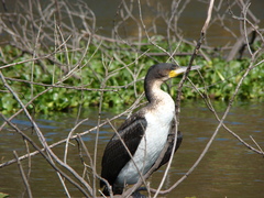 Phalacrocorax carbo lucidus