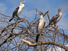 Phalacrocorax carbo lucidus