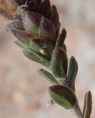Pteronia staehelinoides