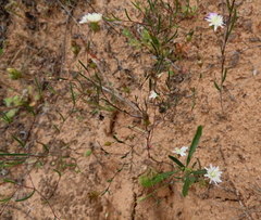 Podolepis capillaris