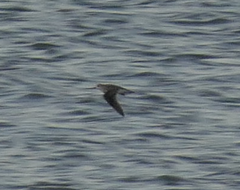 Xenus cinereus