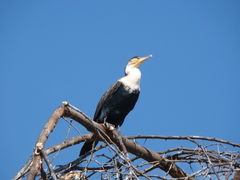 Phalacrocorax carbo lucidus