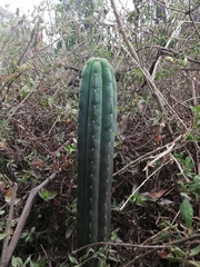 Trichocereus macrogonus