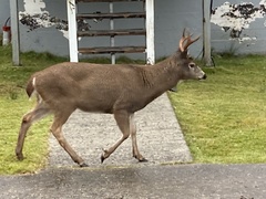 Odocoileus hemionus sitkensis