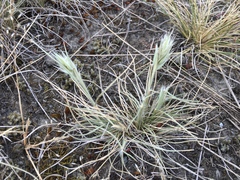 Rytidosperma caespitosum