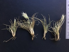 Rytidosperma caespitosum