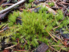 Dicranum howellii