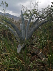 Furcraea andina