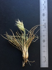 Rytidosperma caespitosum