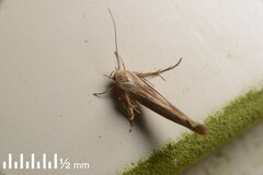 Stathmopoda