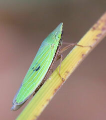 Draeculacephala robinsoni