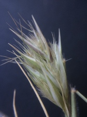 Rytidosperma caespitosum