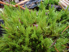 Dicranum howellii